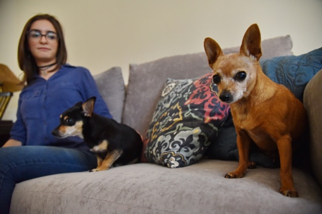 Raça pinscher é opção de pet para espaços pequenos