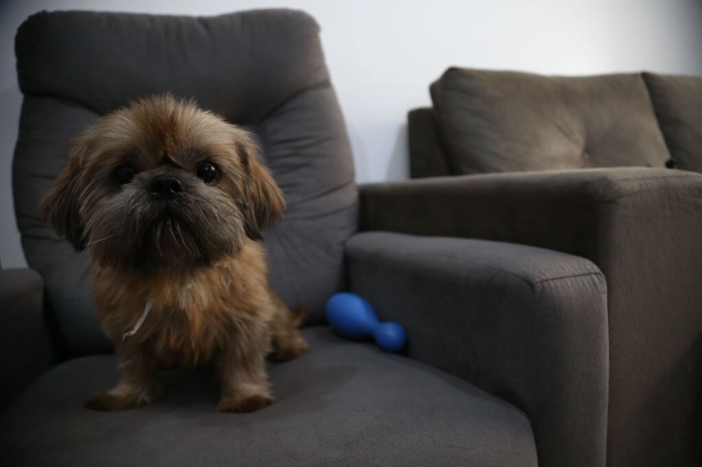 Fotos: Renan Matos - Depois do banho, os tutores do shih-tzui Boby usam secador para garantir pelos perfumados