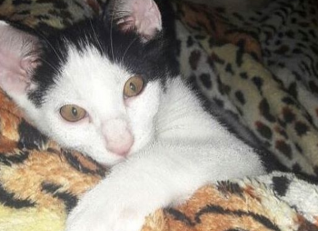 título imagem Projeto arrecada verba para castração e resgate de gatos em Santa Maria