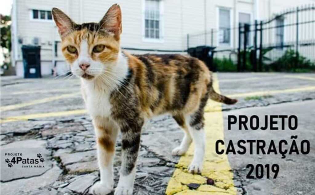 título imagem Projeto cria vaquinha online para castrar animais de rua em Santa Maria