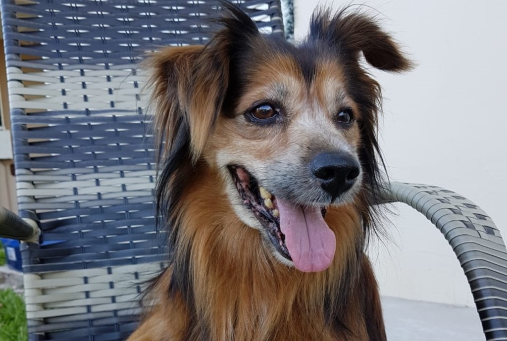 Lobinho precisa de um novo lar