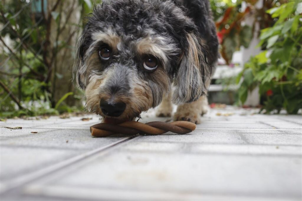título imagem VÍDEO: Saiba como diminuir a agressividade do seu cão