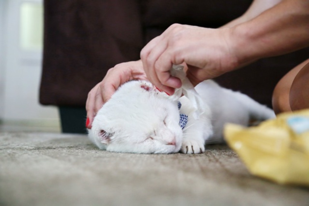 Mesmo no verão, banho pode prejudicar a saúde dos gatos