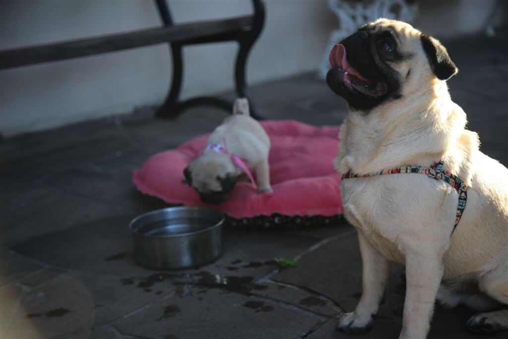 Foto: Renan Mattos (Diário) - Frederico e a filhote Maju (ao fundo) se refrescam à sombra. Água fresca, colchonetes gelados e passeios à tardinha ajudam a amenizar sensação de calor