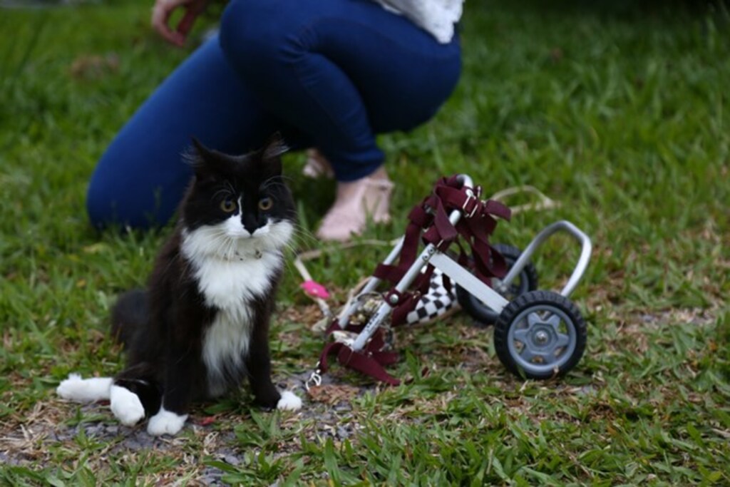  - Para exercitar Lana, Paula aposta na cadeira de rodas para pets