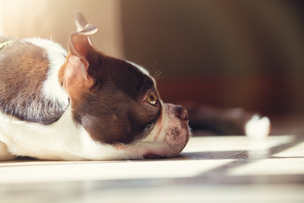 Foto: Folhapress - prevenção Segundo especialistas, campanhas antitabagismo deveriam alertar a respeito dos problemas que a fumaça de cigarro pode causar aos animais de estimação
