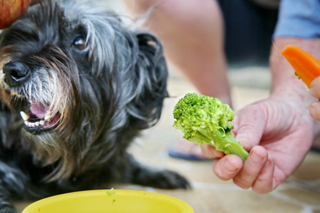 Foto: Renan Mattos (Diário) - Cadela Belinha apresentou problemas de saúde e, por isso, passou a ser alimentada com uma dieta natural