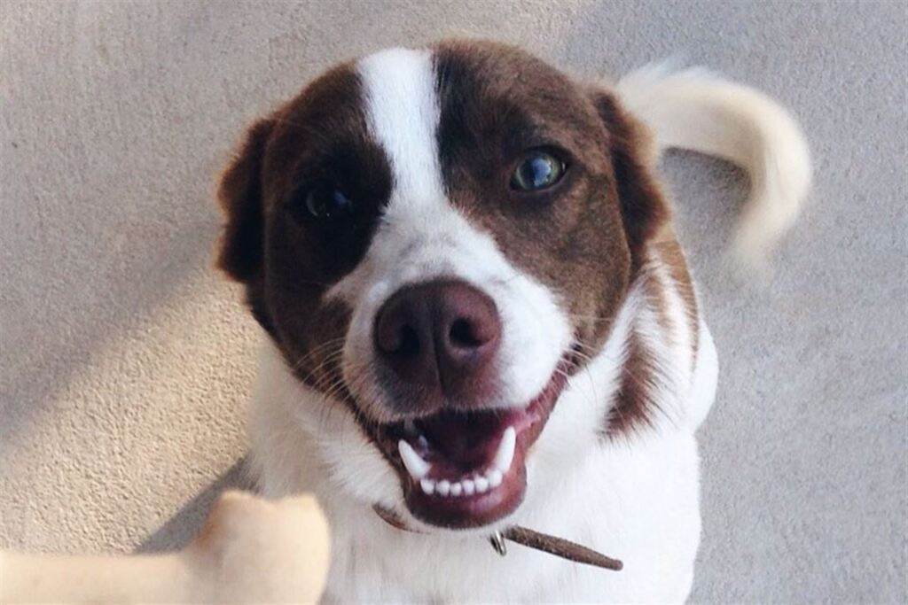 Foto: Ana Veroneze (Arquivo pessoal) - Em 2017, Pisco foi um dos 1,4 mil cachorrinhos que apareceram no site do Diário