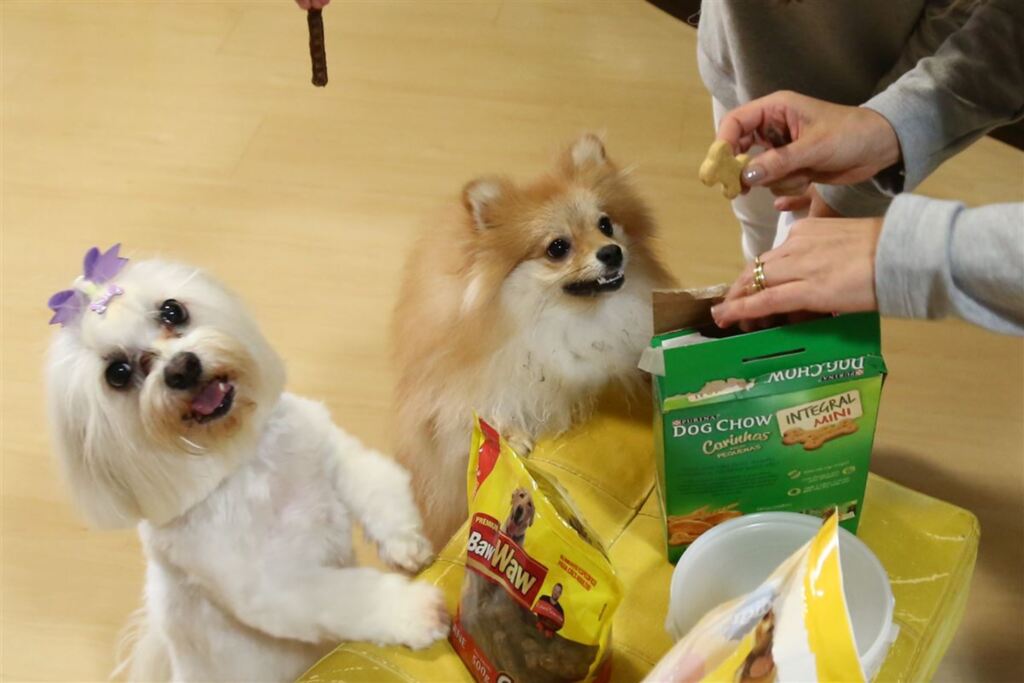 Petiscos podem ser incluídos na alimentação de pets?