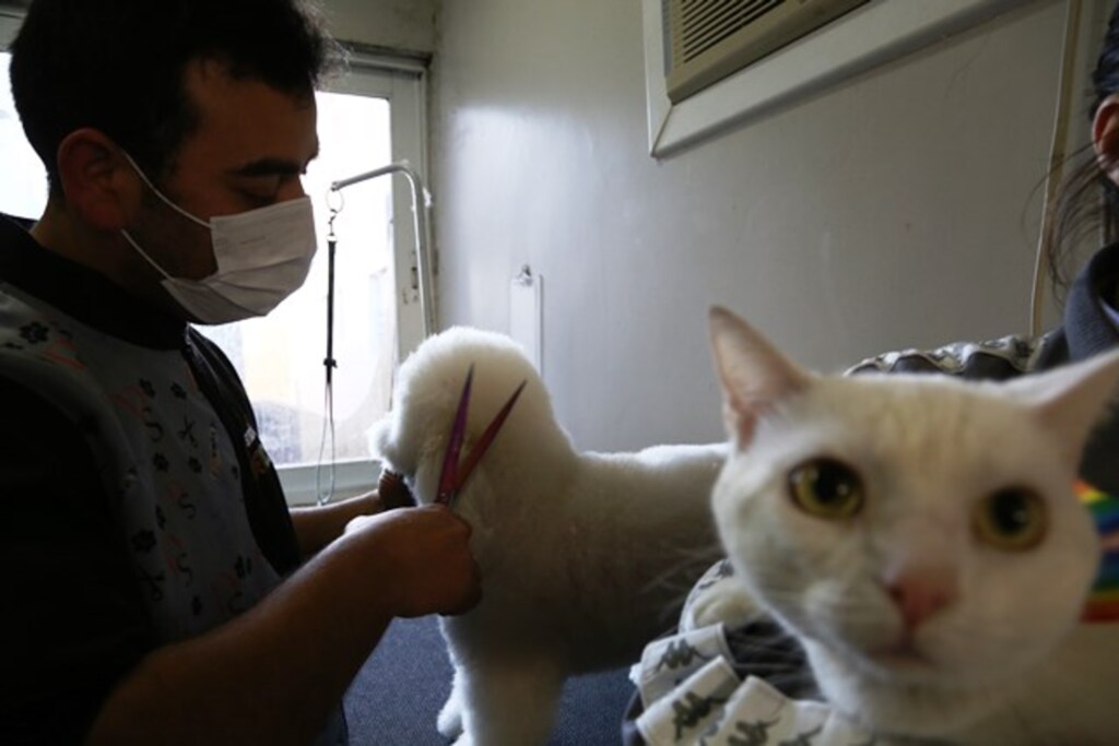 Fotos: Charles Guerra (Diário) - Cães com pelo longo e áspero podem ser tosados mensalmente
