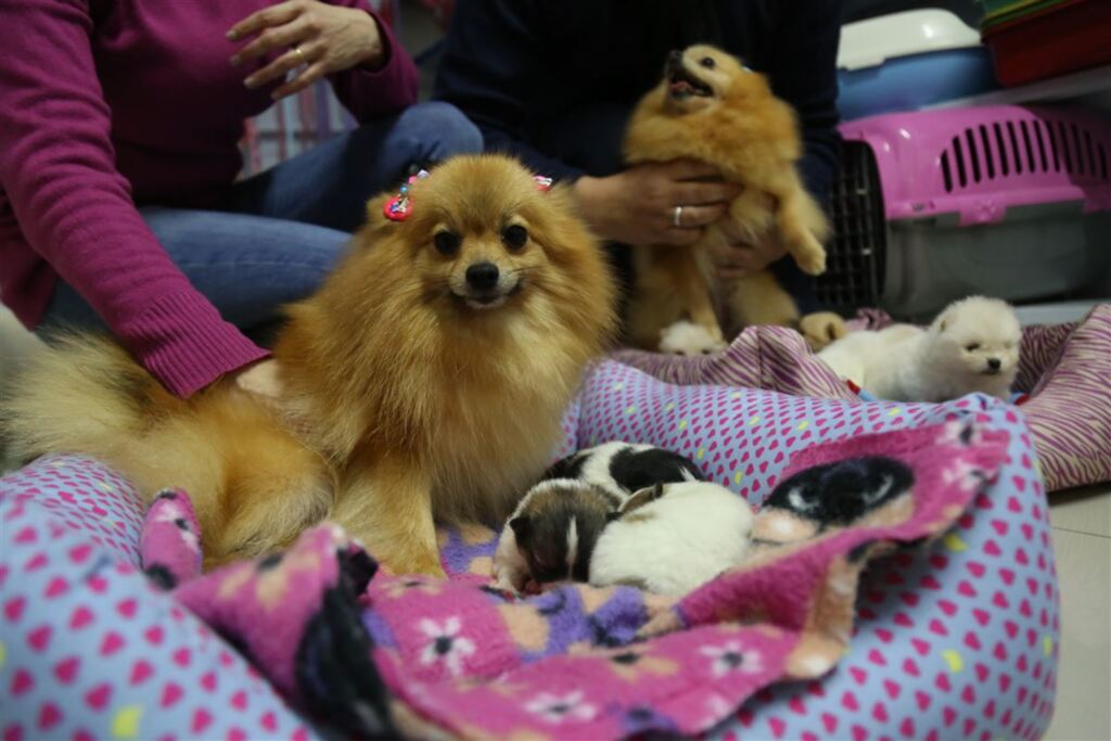 Fotos: Charles Guerra (Diário) - A cadelinha Lulu teve três filhotes que têm duas semanas de vida e contou com acompanhamento dos tutores e de uma veterinária