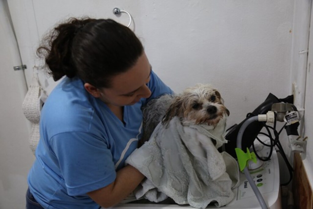 título imagem VÍDEO: esteticista ensina como dar banho no pet em casa