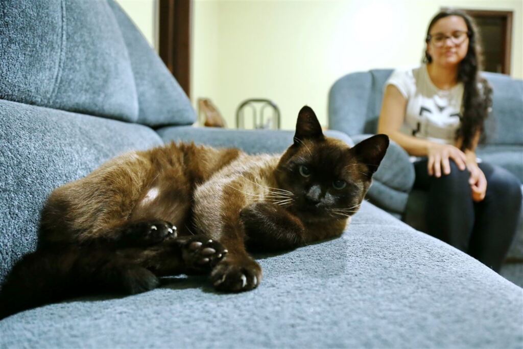 Fotos: Charles Guerra (Diário) - Golias tem 8 anos, 7 quilos e é muito sedentário. A tutora, Joice, controla a alimentação do bichano todos os dias