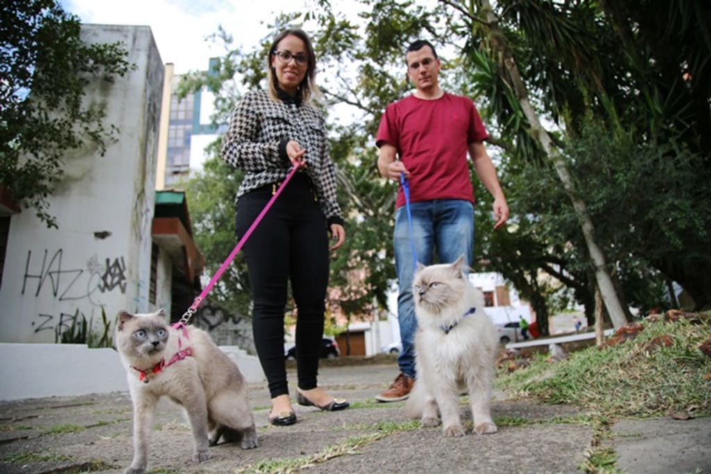 Gato na guia: pode ou não pode?