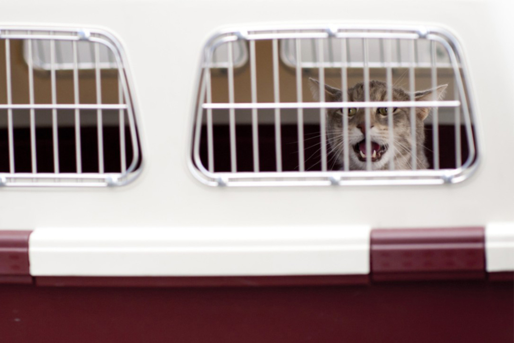 Foto: Pxhere (Divulgação) - 