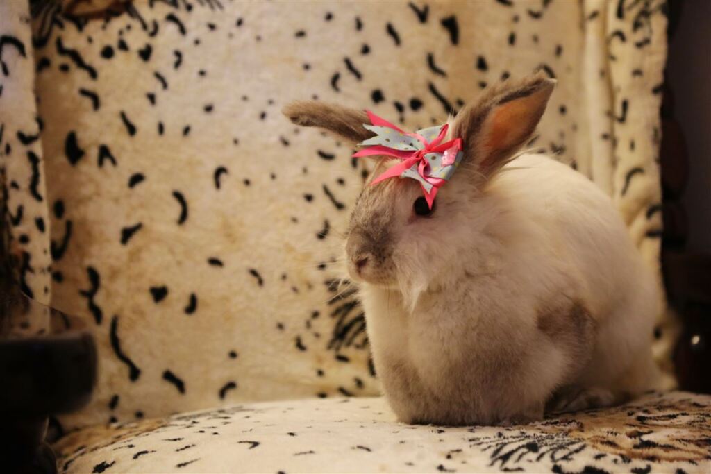 Saiba quais os cuidados necessários com coelhos de estimação