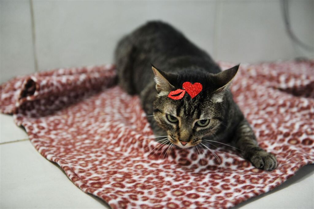 Quer ver o seu gato esbanjando charme no site do Diário?