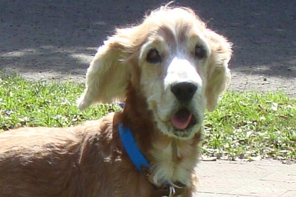 A dor da perda de um animal de estimação é semelhante a de um familiar, diz especialista