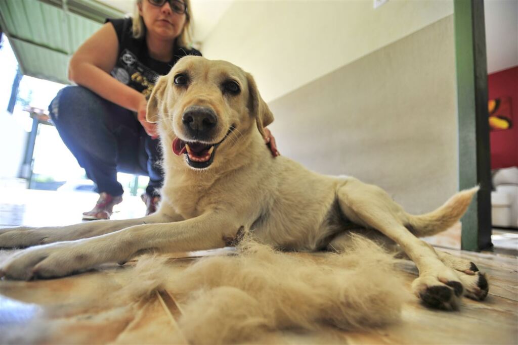 Saiba como lidar com queda de pelos dos cachorros e gatos