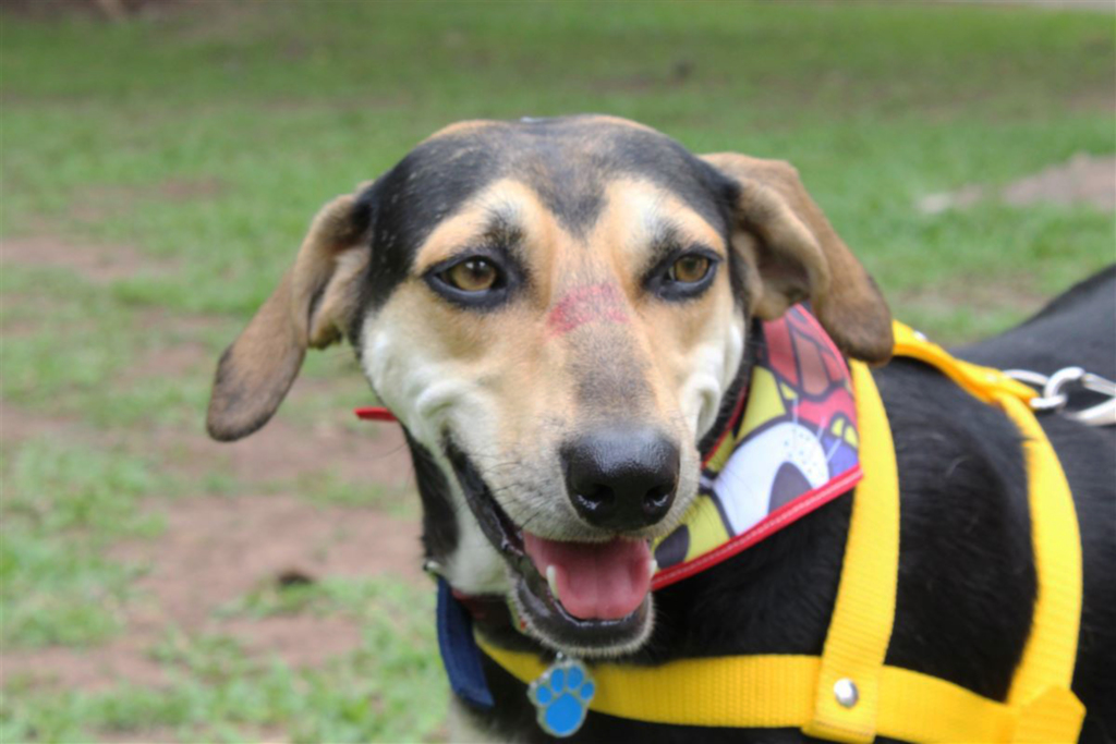 Rafael Sanches Guerra (Diário) - 