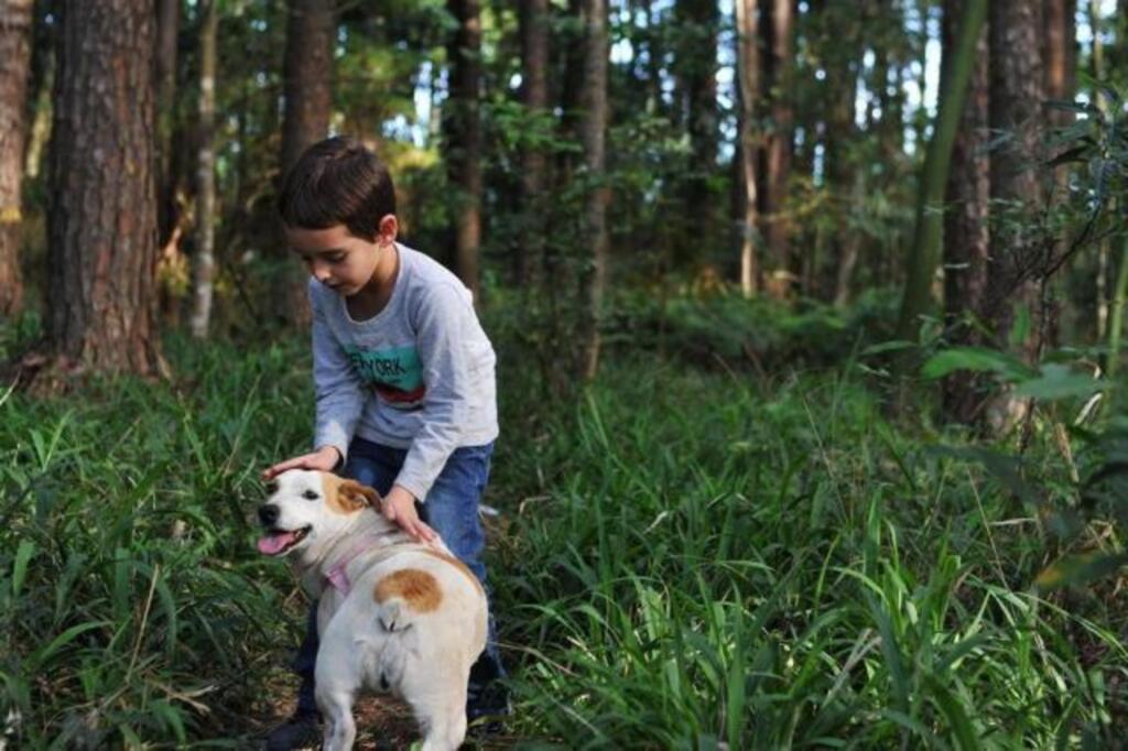 Especialistas ensinam como perceber e tratar o estresse canino