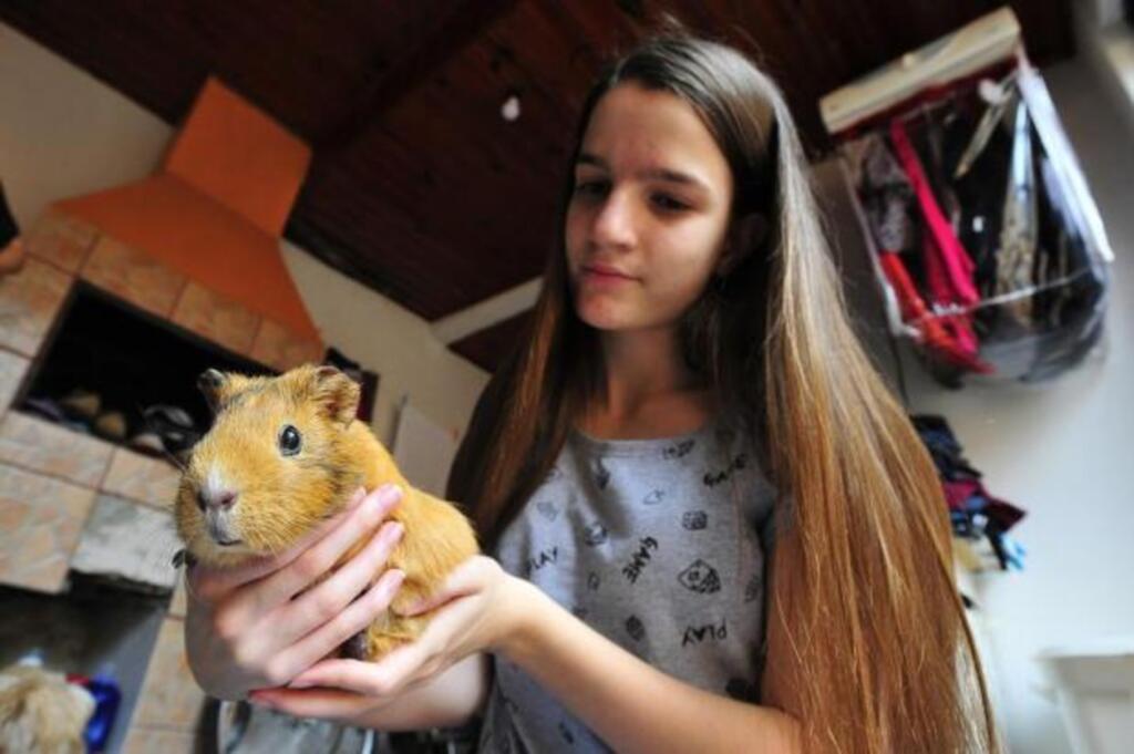 Eles são fofos, dóceis, curiosos e roem tudo o que encontram pela frente