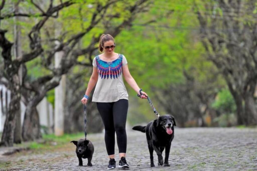 Você sabe qual é o horário ideal para passear com o pet?