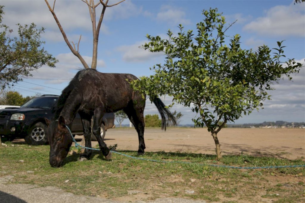 Por falta de estrutura, de 5 a 7 cavalos não são recolhidos por semana em Santa Maria