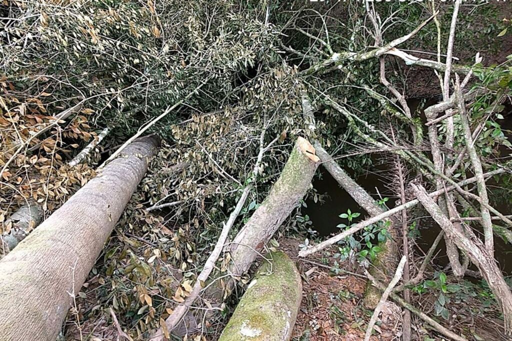 título imagem Corte de árvores nativas gera revolta em moradores da zona rural