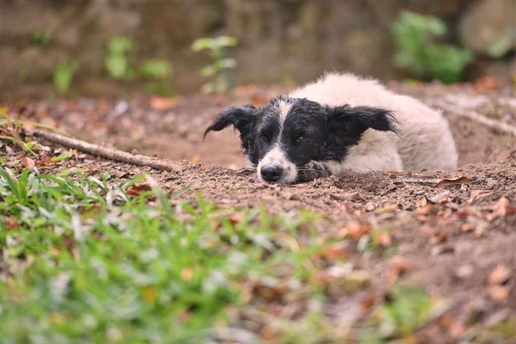 Prefeitura vai licitar serviço para castrar 2,4 mil cães e gatos de rua