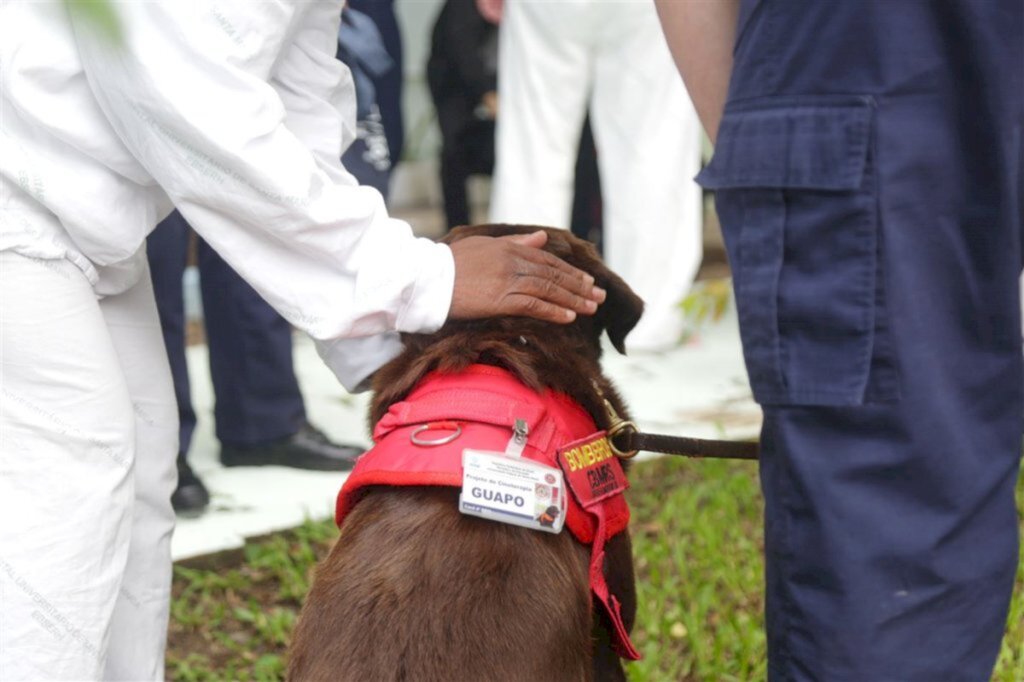 título imagem Projeto que une terapia e contato com cães retorna ao Husm