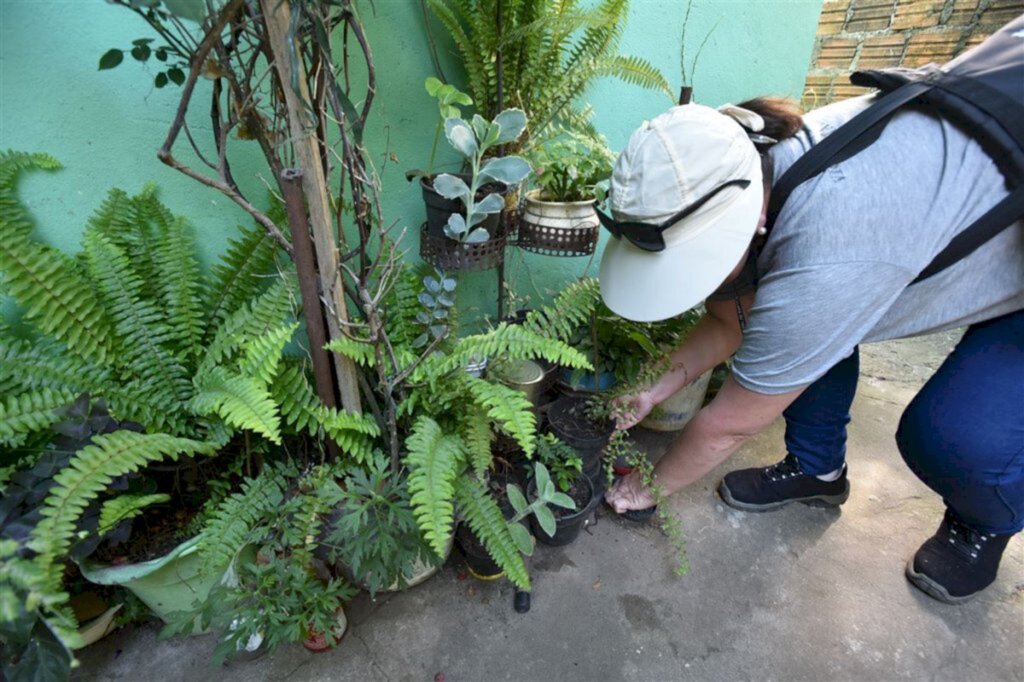 Santa Maria tem 101 casos de dengue e quatro de zika
