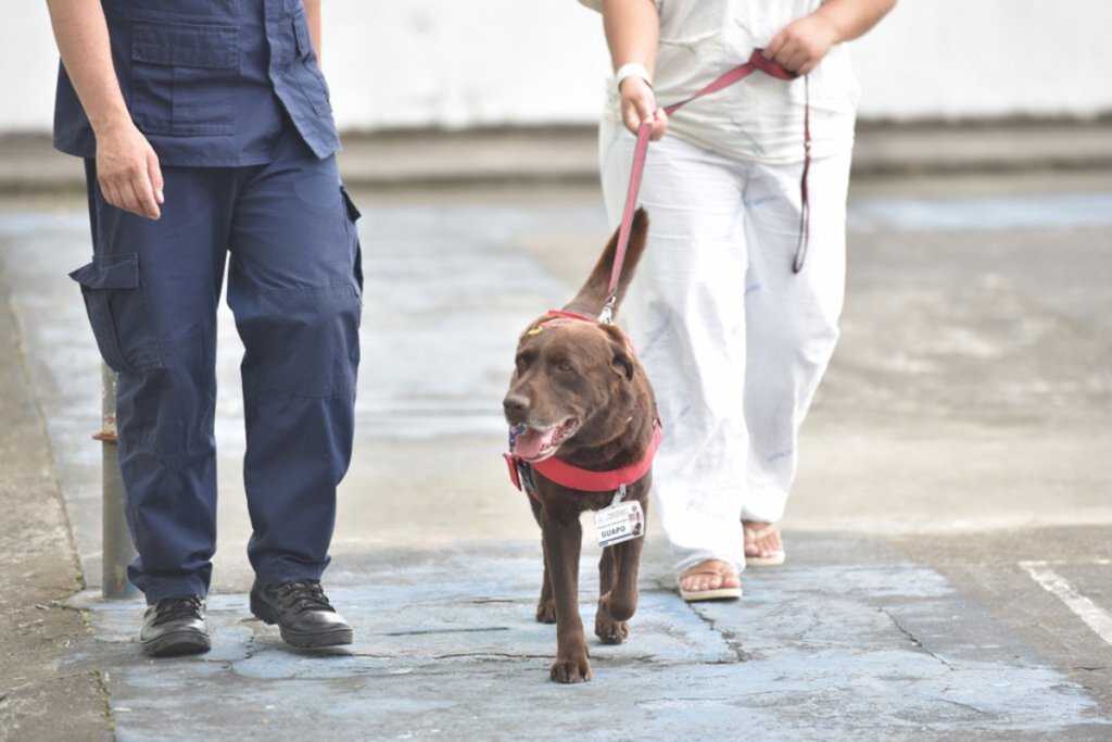 VÍDEO: projeto de terapia com cães completa dois anos no Husm