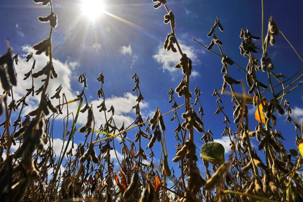 Anvisa reclassifica agrotóxicos muito tóxicos em categorias mais baixas