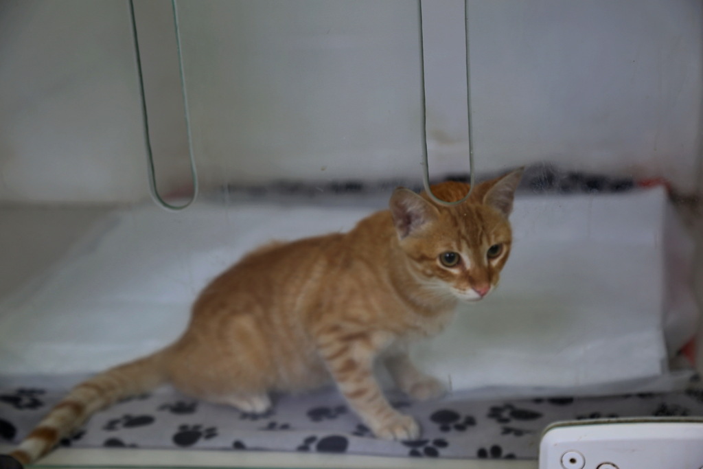 Foto: Charles Guerra (Diário) - Dona do gato Nicolau está tomando medidas de prevenção contra a toxoplasmose