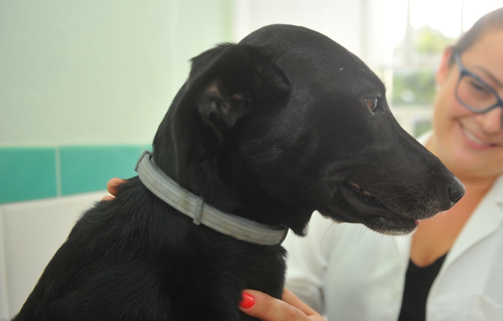 Foto: Lucas Amorelli (Diário) - 