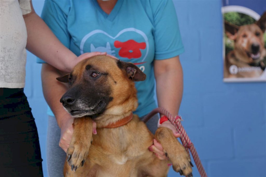 Vereador sugere ao Executivo municipal criar secretaria de direitos aos animais