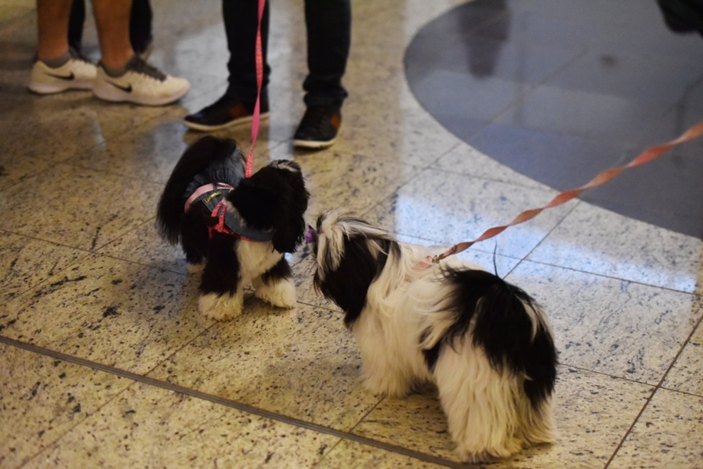 título imagem Um ano depois, lei que libera animais de estimação em shoppings agrada a donos