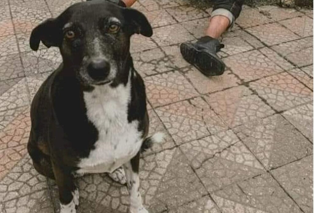 título imagem Polícia investiga caso de cadela encontrada morta no centro de Santa Maria