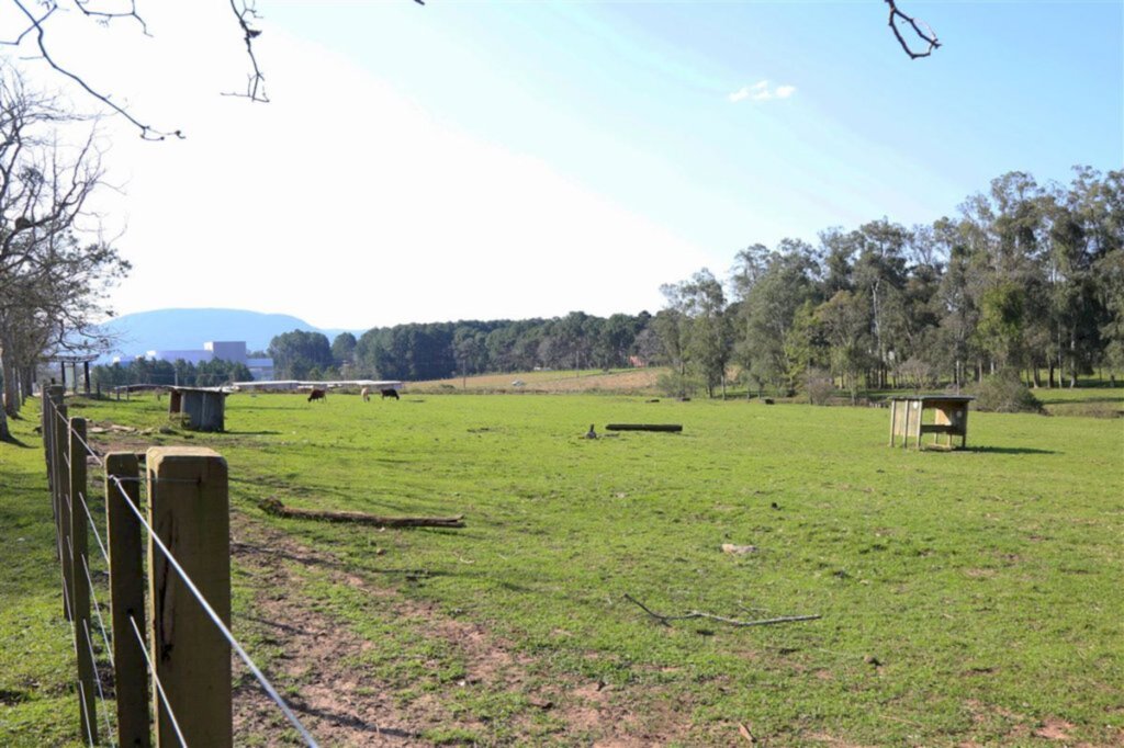 Vaca usada em pesquisa é furtada, e outra ferida em clínica da UFSM