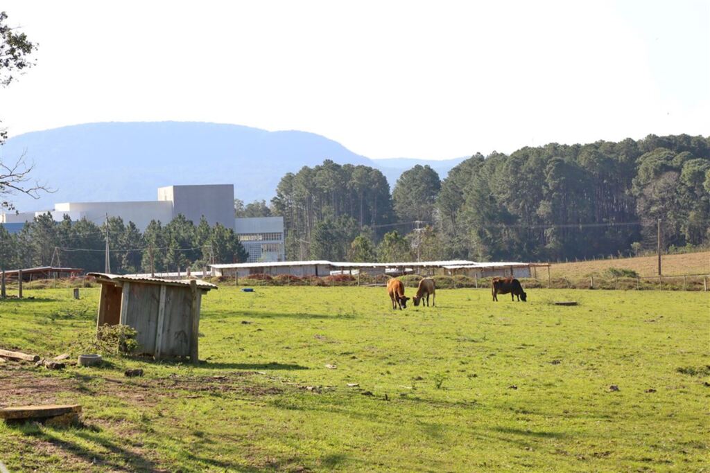 Novilha usada em pesquisa é roubada de clínica da UFSM