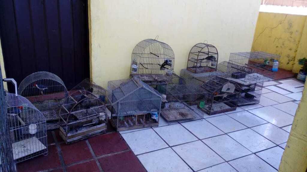 Pássaros em extinção são resgatados de cativeiro em São Pedro do Sul