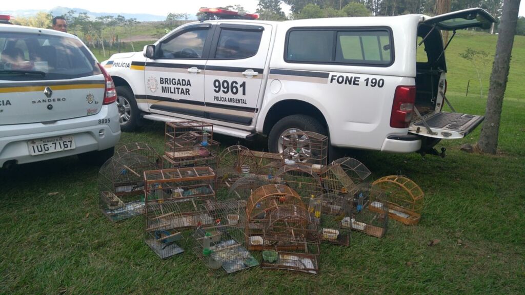 Brigada Militar apreende 21 pássaros silvestres em cativeiro em Santa Maria