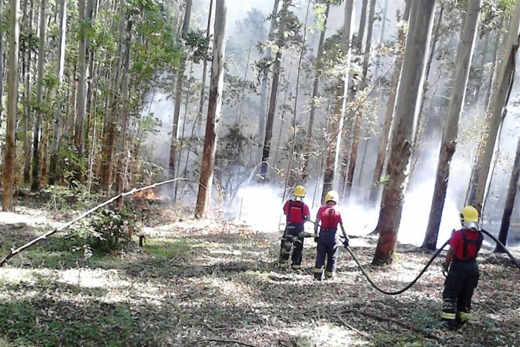 Três incêndios em campo por dia são atendidos em Santa Maria