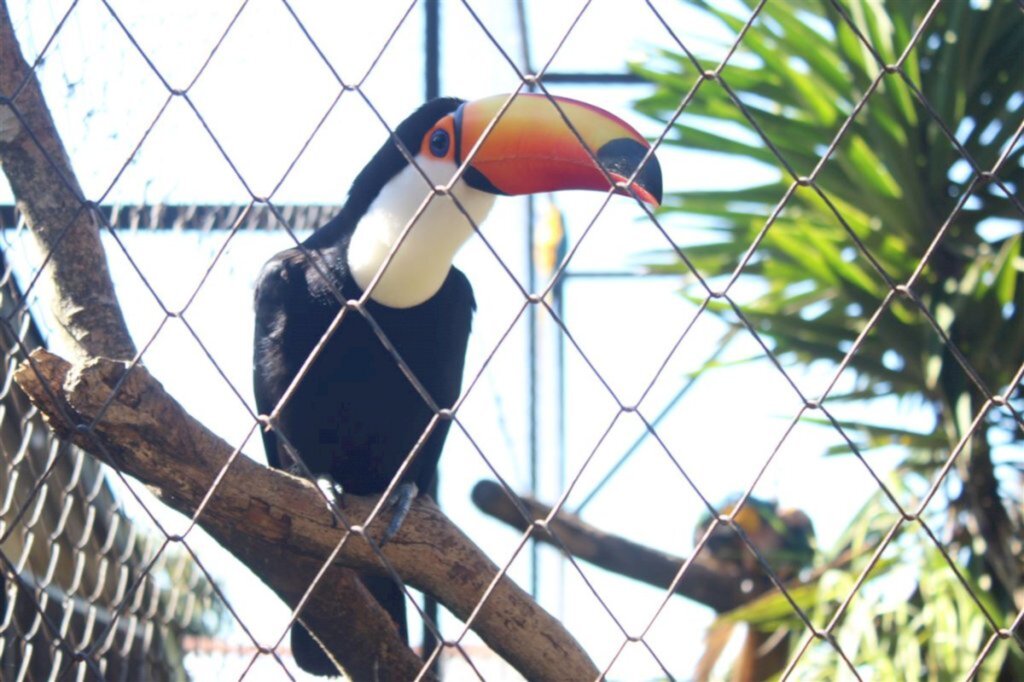Primeira Feira Vegana Solidária do Royal ocorre neste final de semana