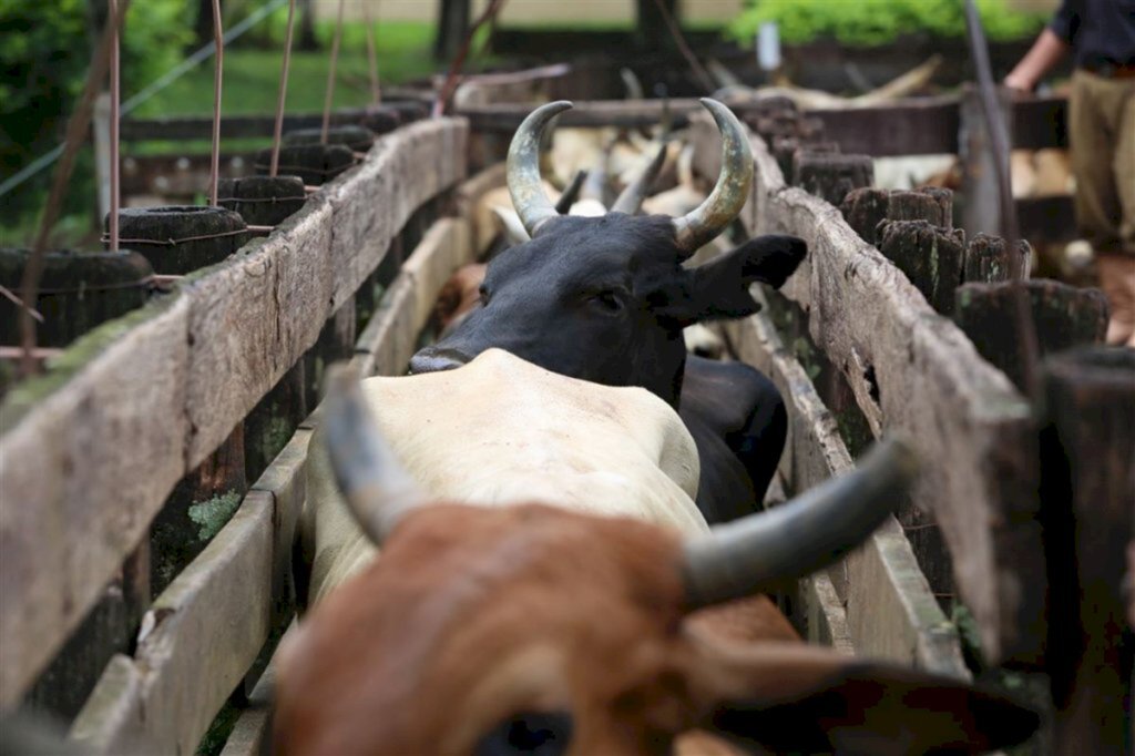 título imagem Com mais de 900 competidores, começa o Rodeio Internacional do Conesul