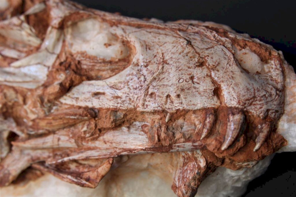 Região vai receber certificado por entrar no Guiness, o Livro dos Recordes