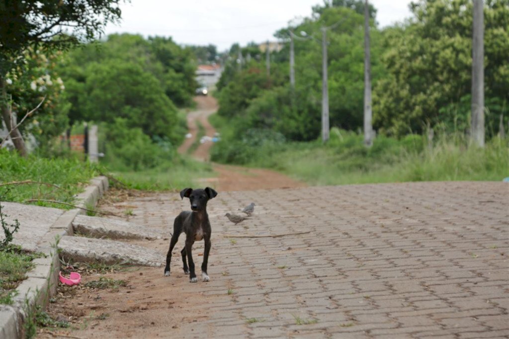 Prefeitura lança licitação para o Castramóvel em Santa Maria