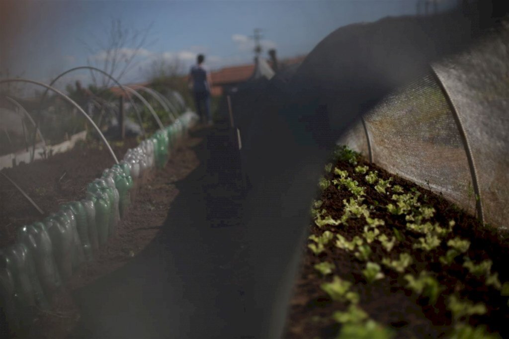 VÍDEO: maior horta comunitária de Santa Maria atende 20 famílias e será expandida