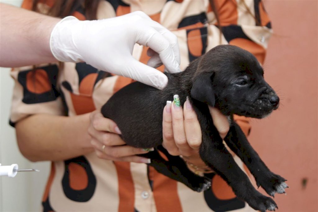 Feira de Adoção de animais ocorre no próximo domingo, na Praça do Mallet